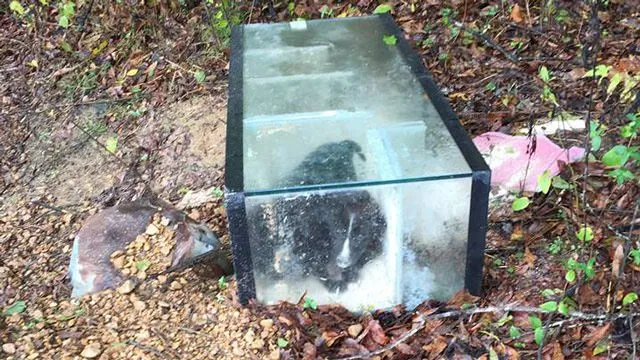 Un randonneur découvre des chiots pris au piège dans un aquarium scellé avec du ciment.