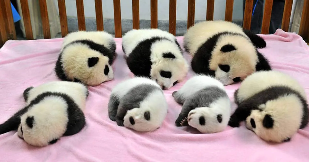 Oui, il existe bien une « crèche » pour pandas, et c’est l’endroit le plus adorable au monde.