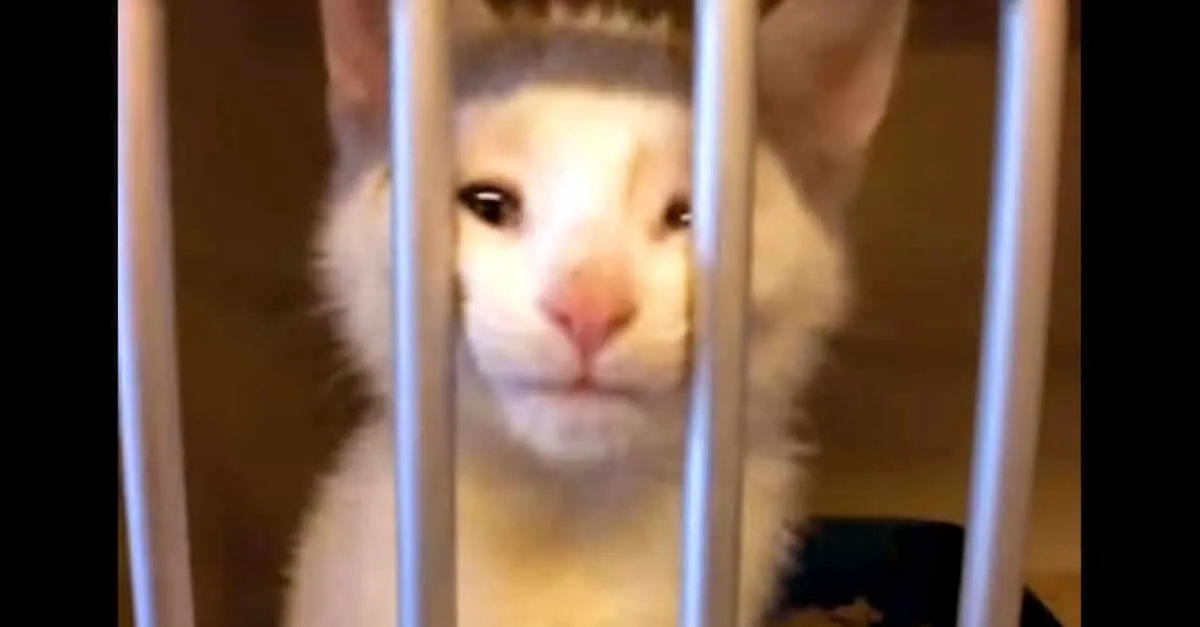 Découvrez ce chaton en train d’adopter un humain.