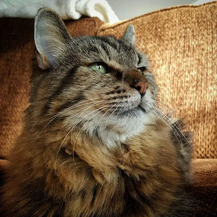 Découvrez_le_chat_le_plus-11