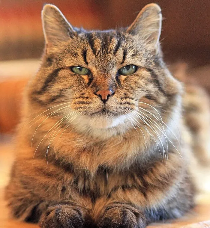 Découvrez_le_chat_le_plus-02