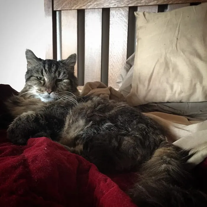 Découvrez_le_chat_le_plus-05
