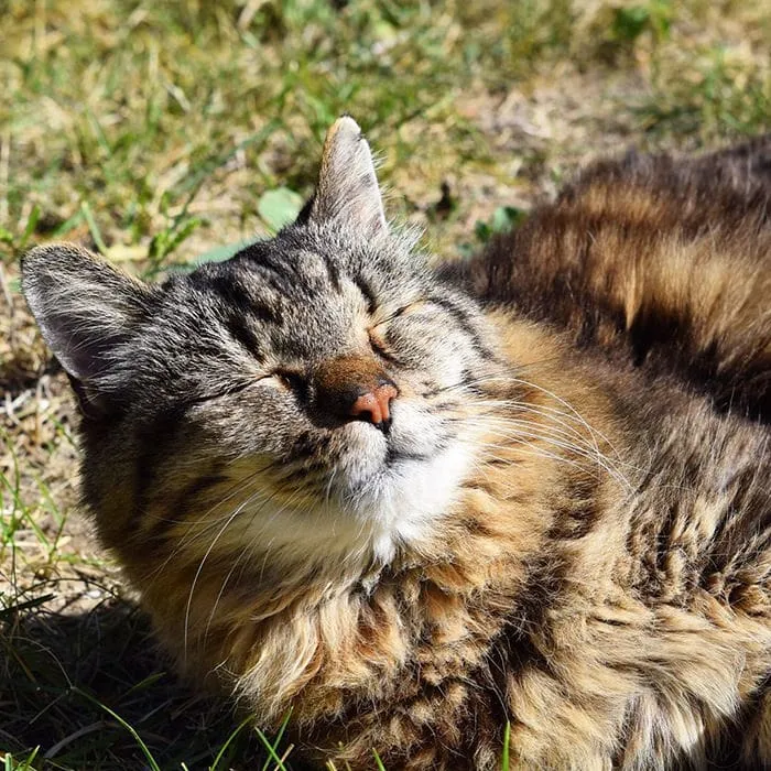Découvrez_le_chat_le_plus-07