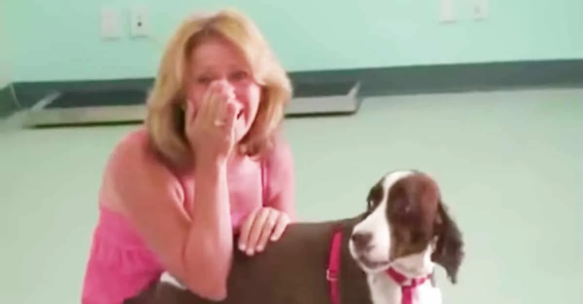 Découvrez le moment où un chien quadriplégique remarche… et passez-moi rapidement un mouchoir !