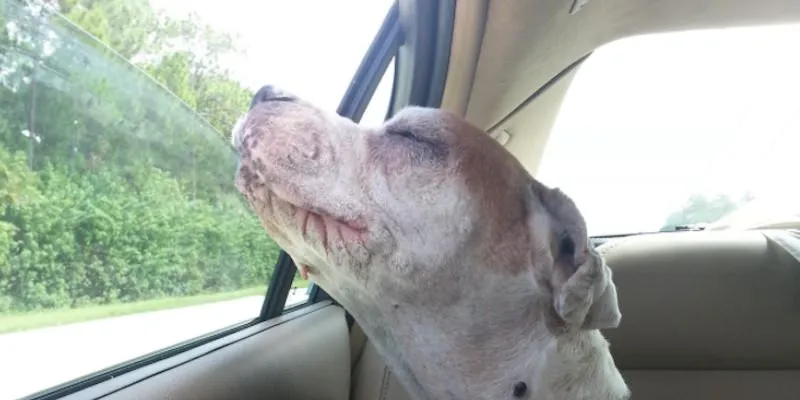 Ce chien âgé sourit alors qu’il fait sa dernière promenade en voiture, et qu’il émeut la planète toute entière.