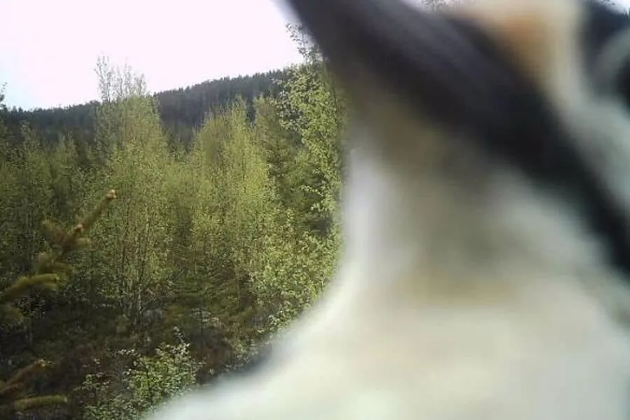 Des cameras de trail capturent 15