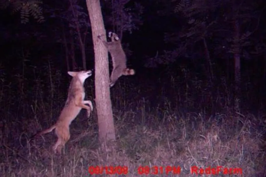 Des cameras de trail capturent 19