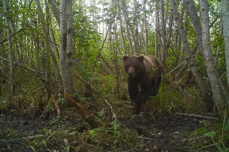 Des cameras de trail capturent 03