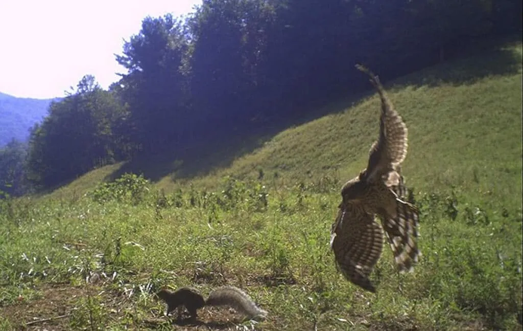 Des cameras de trail capturent 32