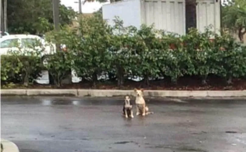 Des Chiens Passent Des Semaines Dans Un Parking, Refusant De Bouger De L’endroit Où Ils Ont Été Abandonnés