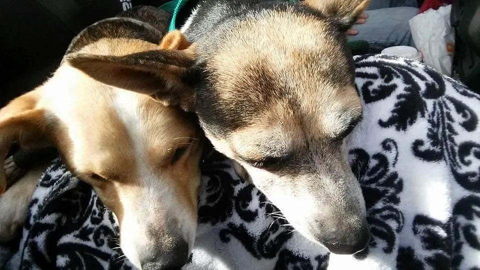 100 Abandoned Dogs of Everglades Florida