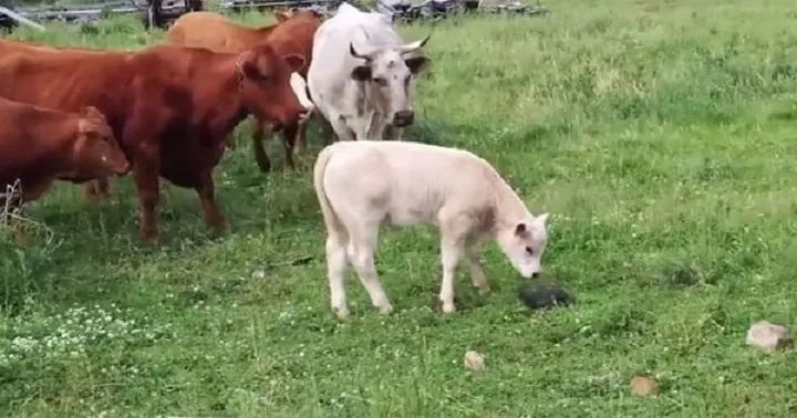 Des vaches curieuses ont été surprises de constater que ce caillou était en réalité une tortue.