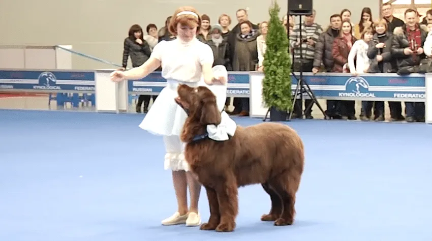 Quand elle monte sur scène avec son chien, le public reste sans voix !