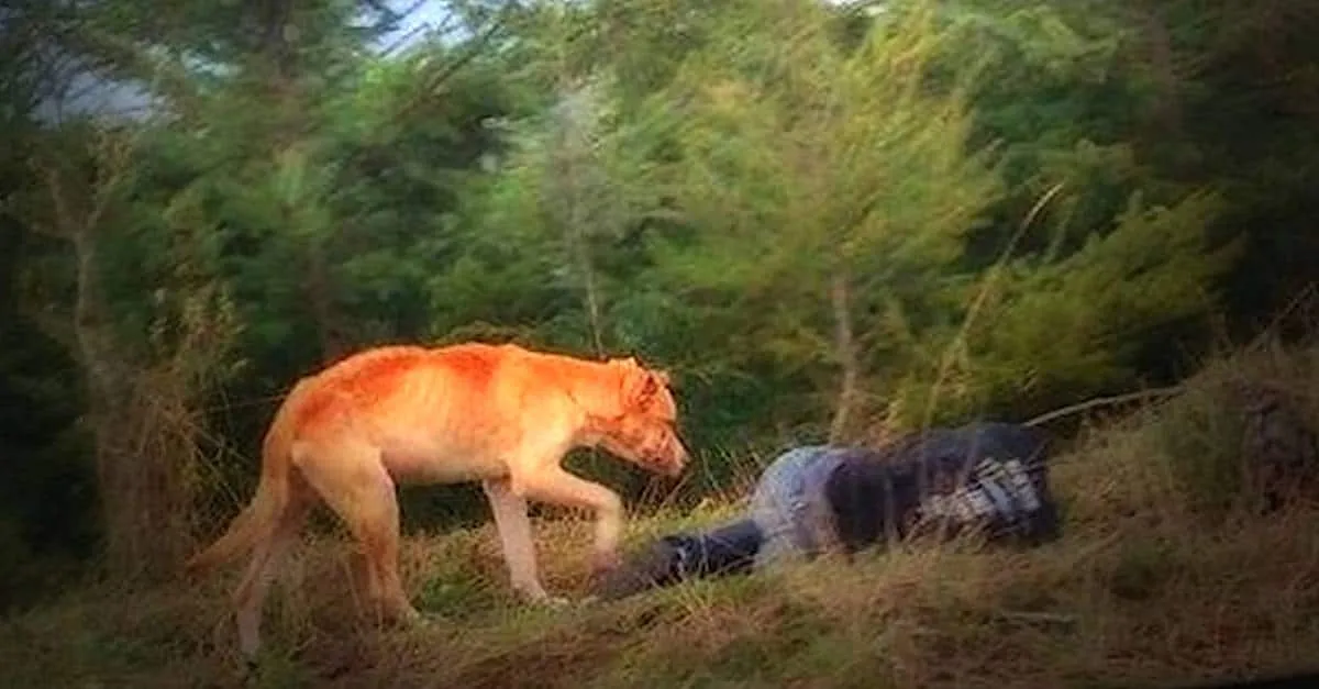 Elle gît inanimée au milieu du parc. Et lorsque ce chien errant s’approche…