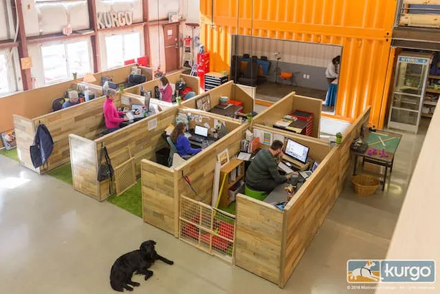 Découvrez un environnement de travail formidable, où tous les chiens sont les bienvenus !