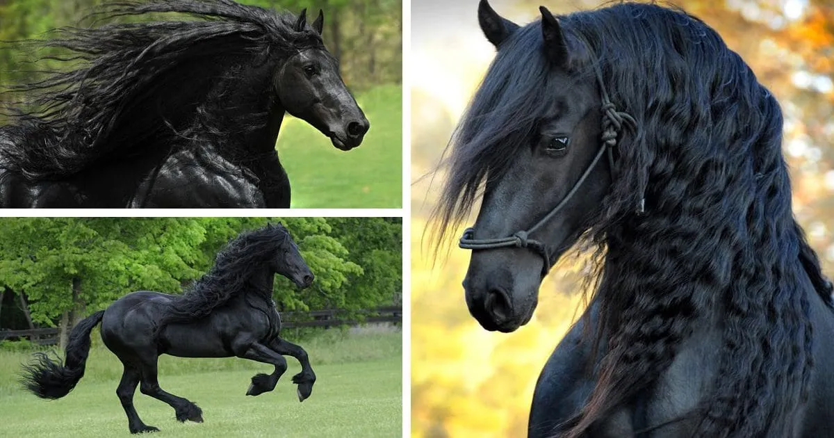 Est-ce le plus beau cheval du monde ?