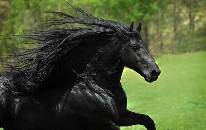 Est-ce_le_plus_beau_cheval-01