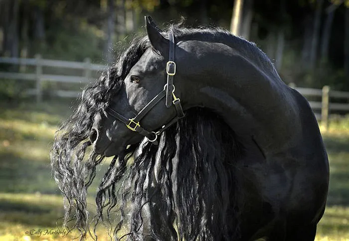 Est-ce_le_plus_beau_cheval-02