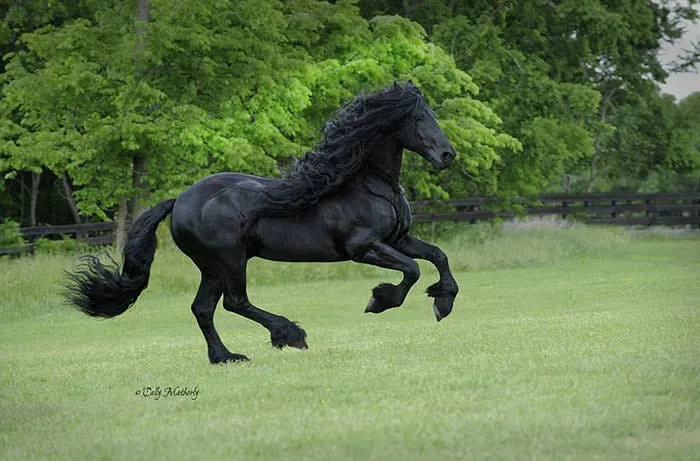 Est-ce_le_plus_beau_cheval-03