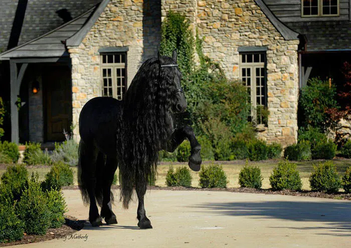 Est-ce_le_plus_beau_cheval-04