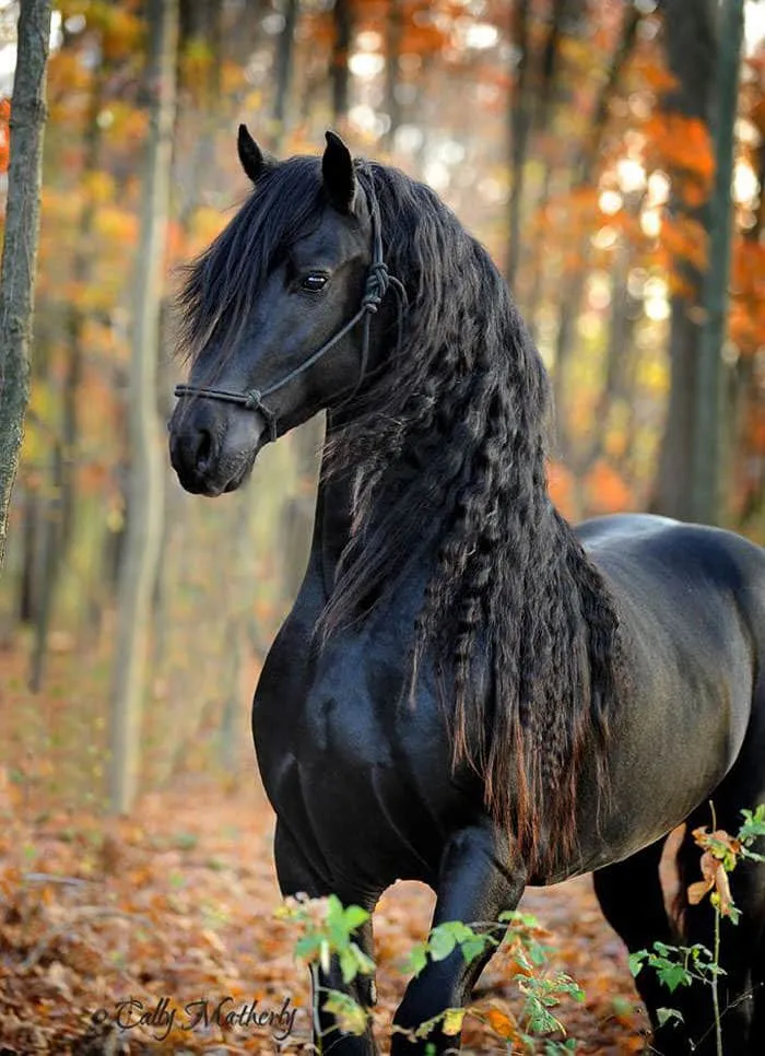 Est-ce_le_plus_beau_cheval-05