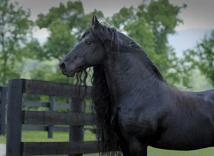 Est-ce_le_plus_beau_cheval-07