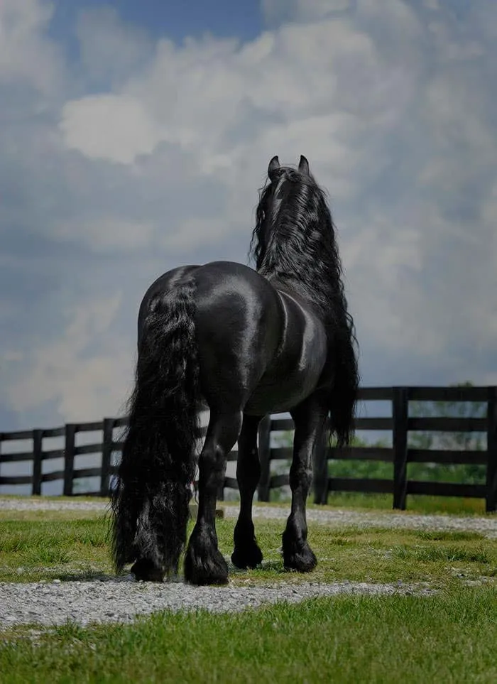 Est-ce_le_plus_beau_cheval-08