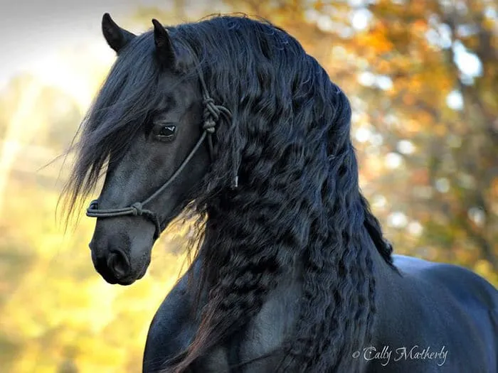 Est-ce_le_plus_beau_cheval-10