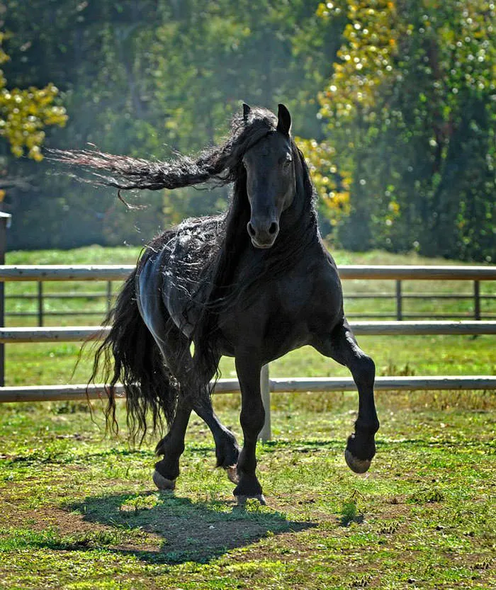 Est-ce_le_plus_beau_cheval-11