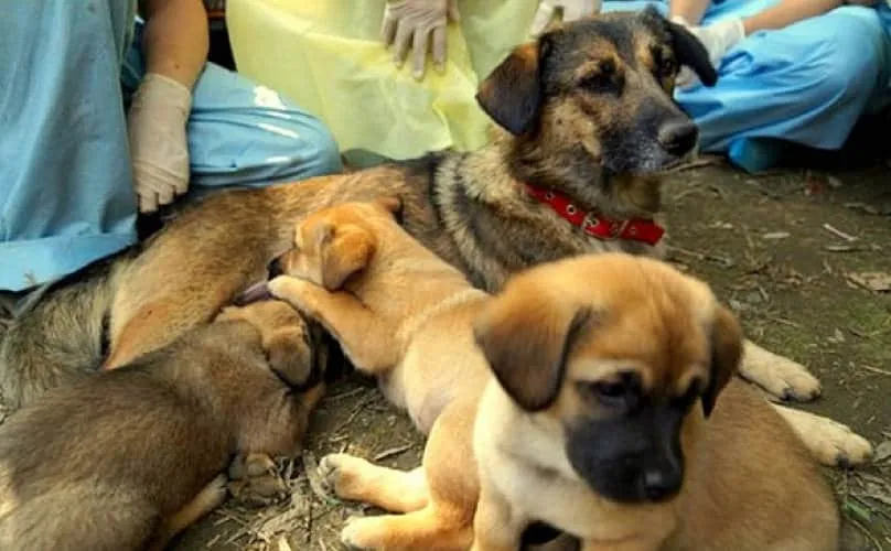 Des Étudiants Héroïques Sauvent 6 Chiots Qui Étaient Enterrés Vivants Dans Un Campus