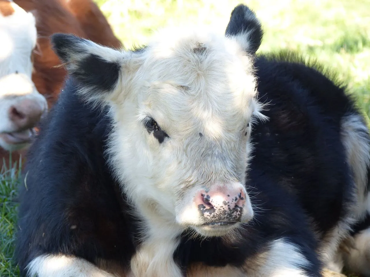 Ce fermier aimait tellement ses vaches qu’il a arrêté de les tuer