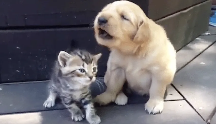 Vous n’allez pas pouvoir résister à ce que ce chiot et ce chaton vont faire devant l’objectif de cette caméra !