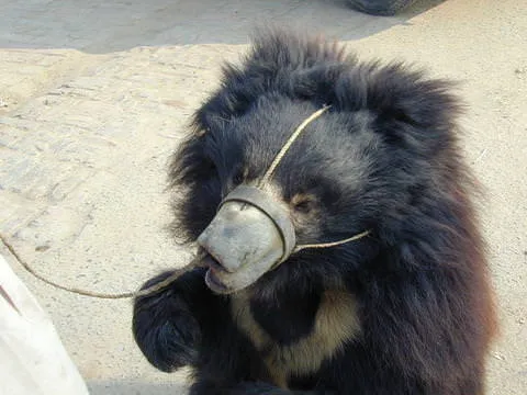 121215-Holly-The-Dancing-Bear-Needs-Help-1