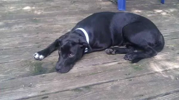 Spock The Dog