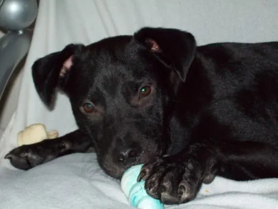 Spock The Dog