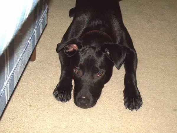 Spock The Dog