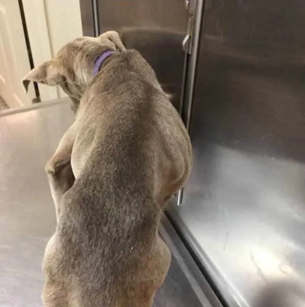 Granite Hills Animal Care