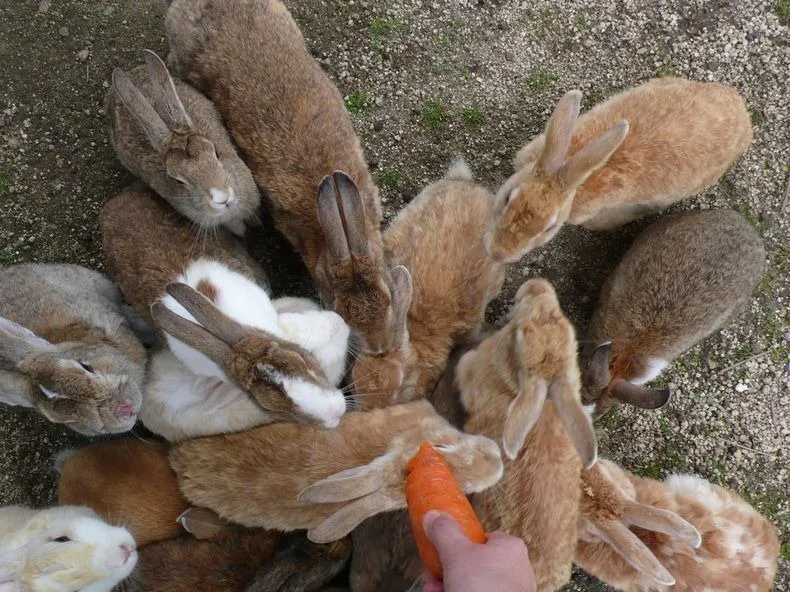 Rabbit8