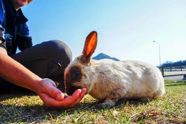 Rabbit141