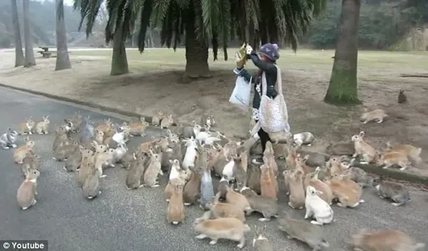 Rabbit21