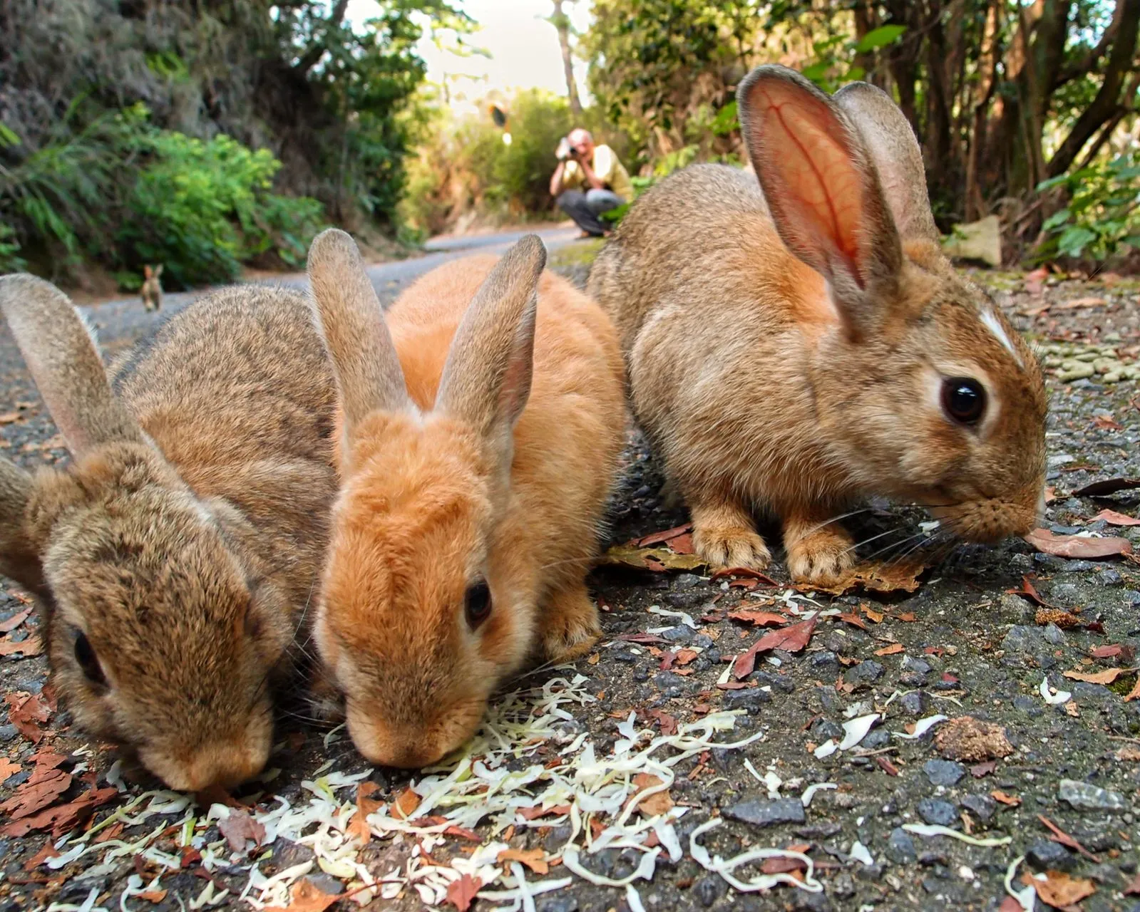 Rabbit121