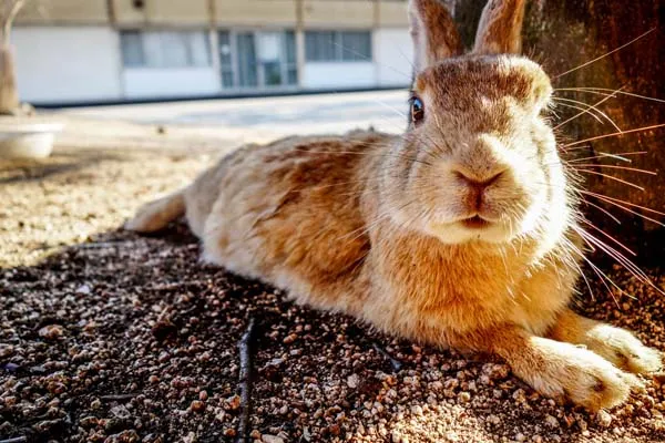Rabbit15