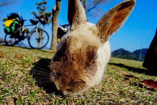 Rabbit20