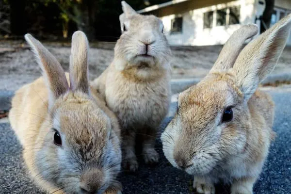 Rabbit16