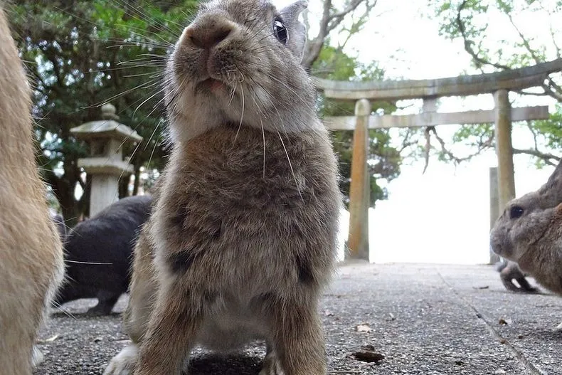 Rabbit4