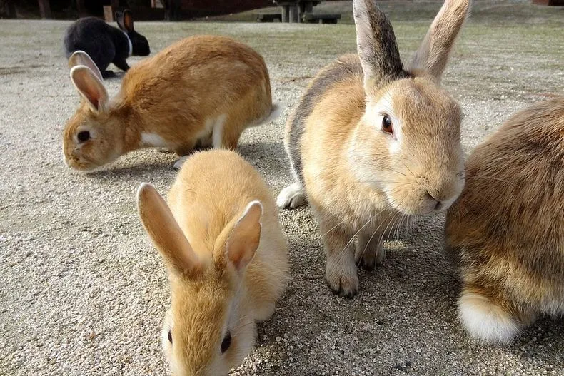 Rabbit5