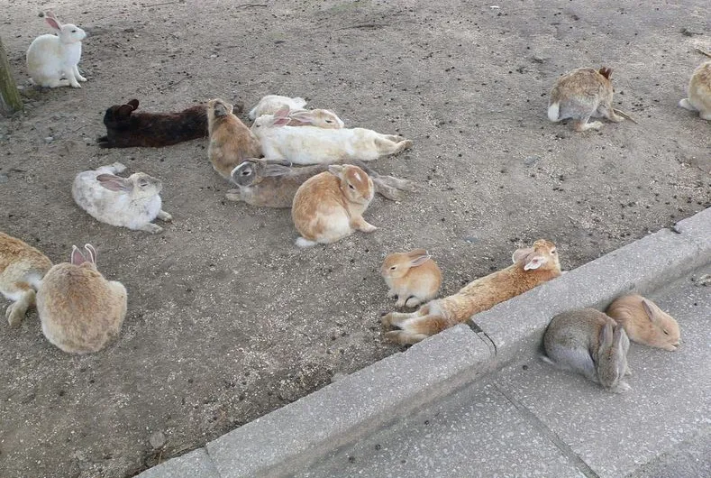 Rabbit7