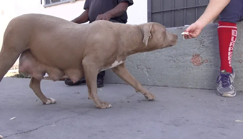 Ils ont réussi à extirper un pitbull errant de sous une maison. Mais ils ne se sont pas arrêtés là…
