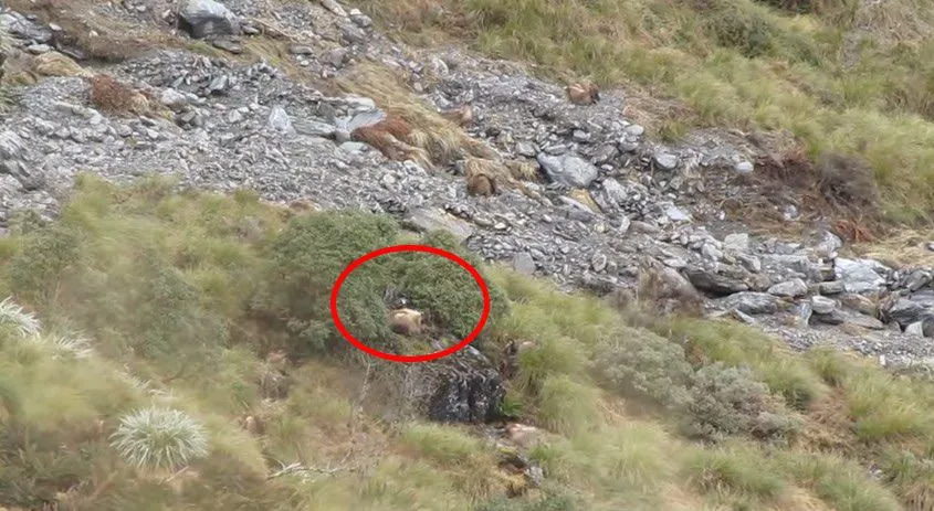 J’étais persuadé d’avoir vu un animal dans ces images. Et puis, dix secondes plus tard… IN-CRO-YABLE ! Je n’en ai pas cru mes yeux.