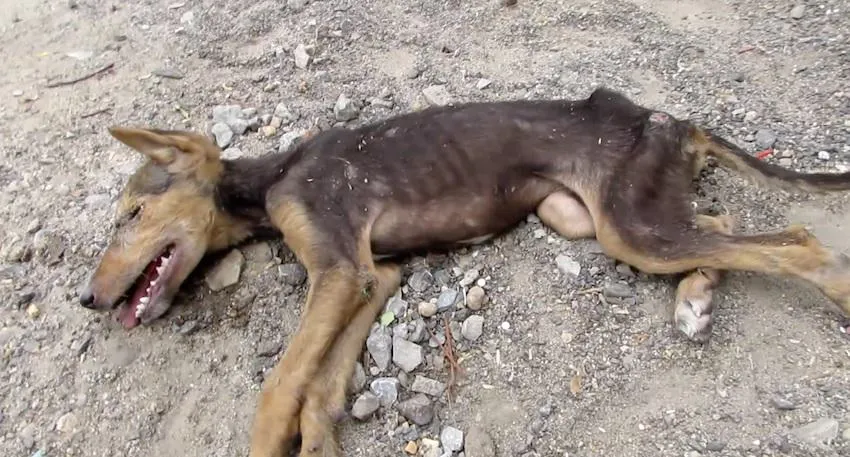Cette jeune chienne était incapable de tenir debout… mais à la fin de cette vidéo, elle est totalement méconnaissable.